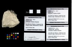 Foto (Objekt + Etikett) von Isopoda indet.  (NHMW-GEO-1990-0041-2701a)